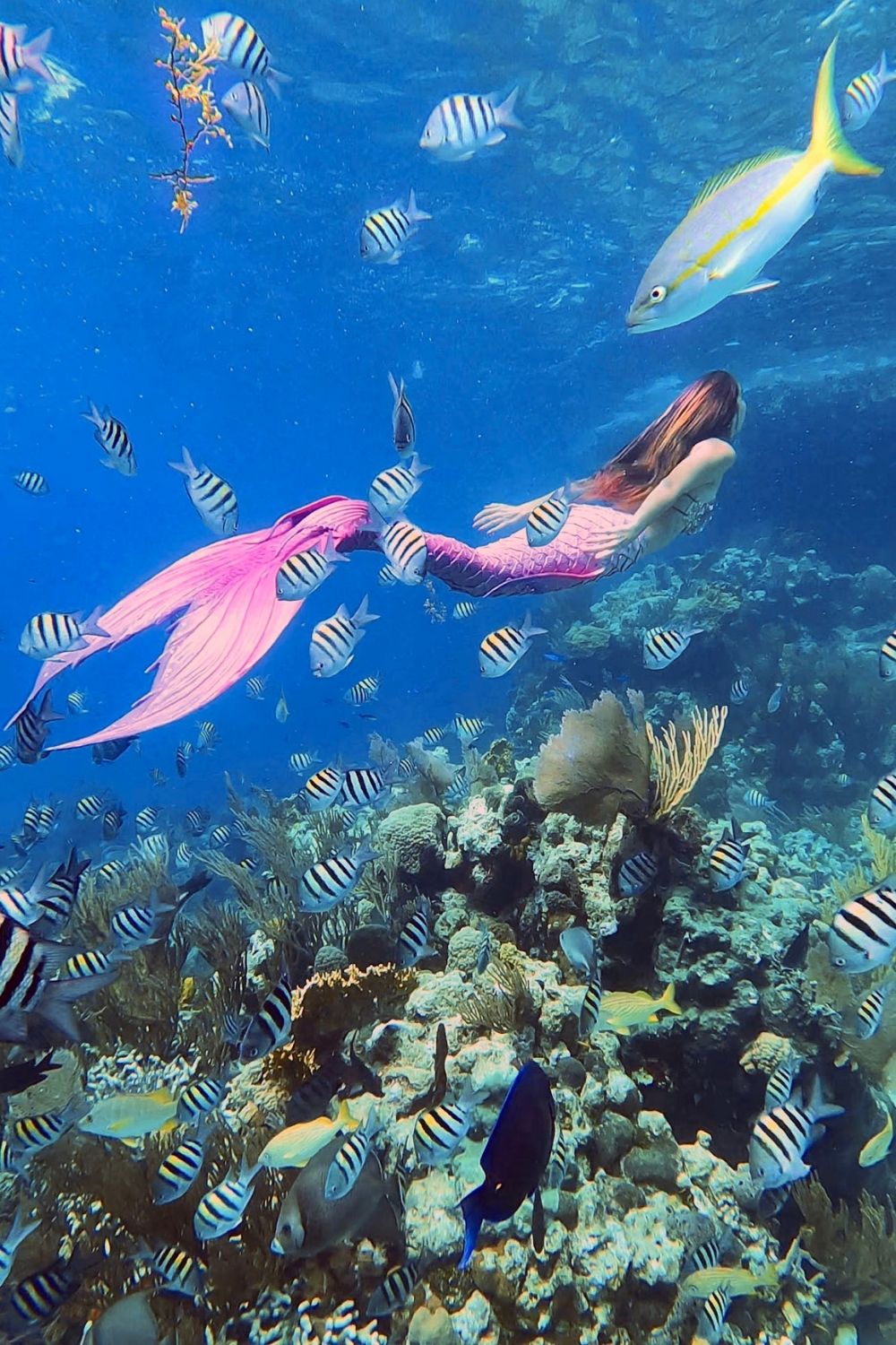 Mermaid swims over Sea Aquarium reef on Bahamas boat tour.