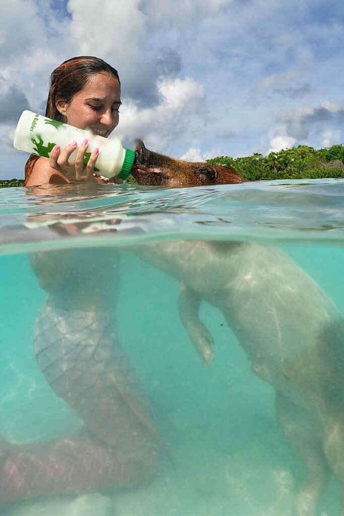 Mermaid Jules feeds swimming pig - bahamas things to do