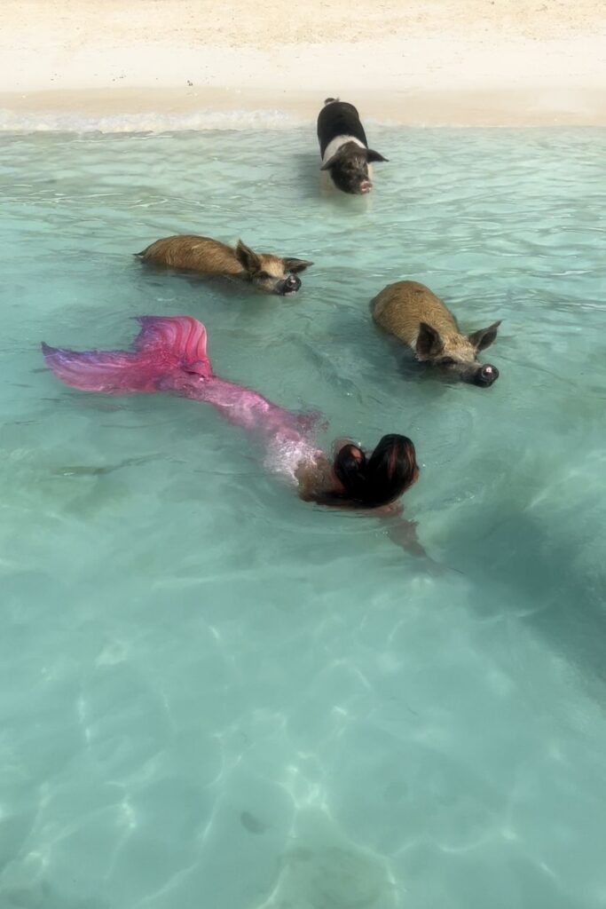 swimming pigs bahamas boat tour mermaid
