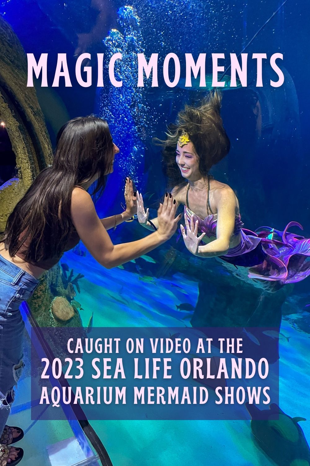 Videos of SEA LIFE Orlando's Aquarium Mermaid Shows that will make you wish you were there!